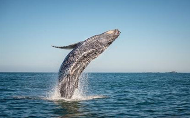 Lets-go-Adventures-St-Helena-Bay-whale