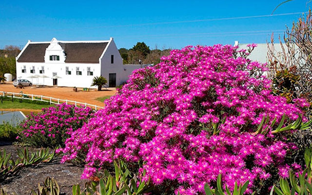 Lets-go-Adventures-darling-flowers